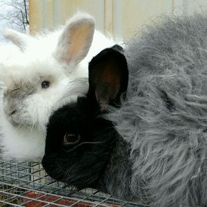 Meet your Posher, Maggie